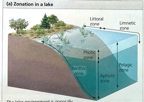 Ap Bio Chapter 52 Ecology Flashcards Quizlet