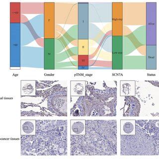 Messenger Rna Mrna Transcription And Expression Of Scn A Protein In