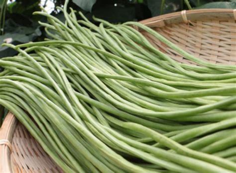 十六ささげ 長いインゲン 10kg クール便 インゲン 野菜