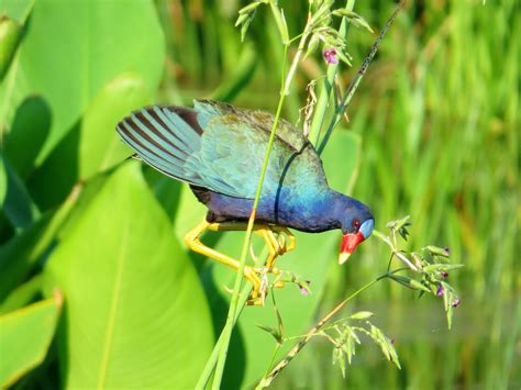 Joan and Dan's Birding Blog: Purple Gallinule