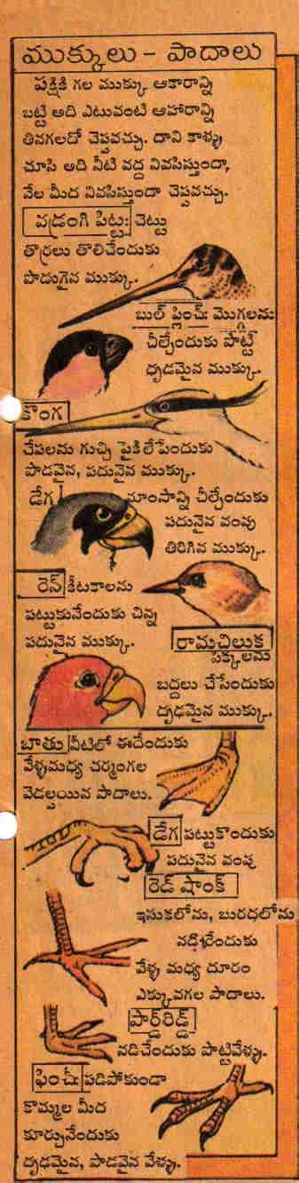 TELUGU WEB WORLD: about birds - its living - types of birds - its teech ... 