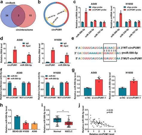 Full Article Circpum Promotes Cell Growth And Glycolysis In Nsclc Via