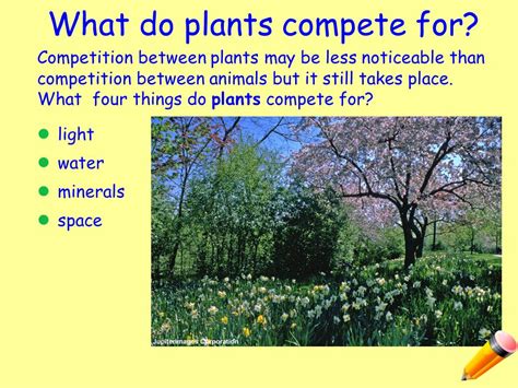 Competition In Plants