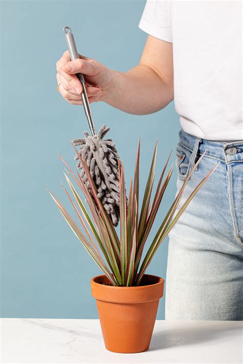 Como manter as folhas das plantas saudáveis e livres de poeira