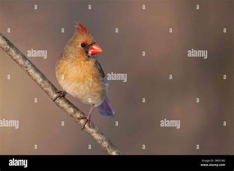 Female northern cardinal Stock Photo - Alamy