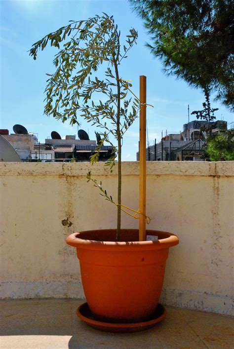 The 9 Best Small Trees For Pots In Full Sun