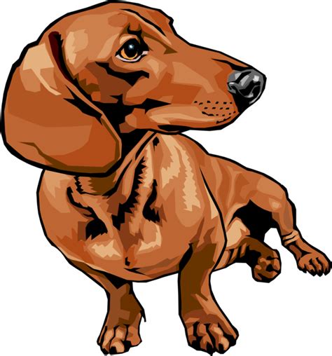 Dachshund Png Transparent Images Pictures Photos