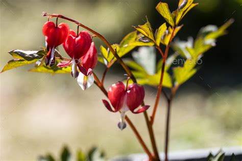 Flowers Of A Bleeding Heart Dicentra Spectabilis Valentine Stock Photo