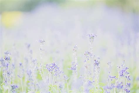 Lavender Border Background Images HD Pictures And Wallpaper For Free