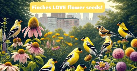 Unique Ideas for How to Attract Finches to Your Yard