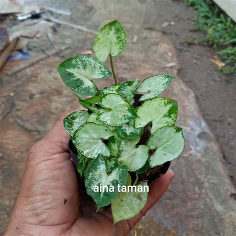 Jual Pohon Singonium Liliput Mini Tanaman Keladi Singonium Liliput Mini