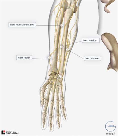 Anatomie Du Syst Me Nerveux Medg