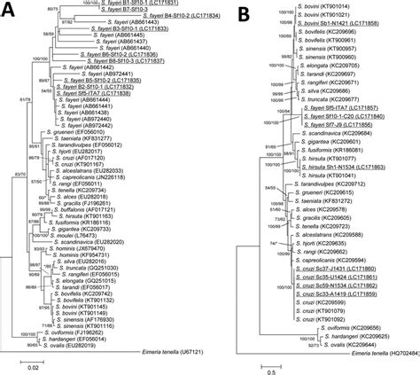 Phylogenetic Relationships Obtained By Maximum Likelihood Ml Analysis