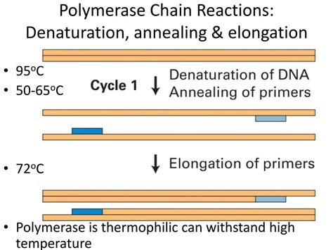 Ppt Polymerase Chain Reactions Denaturation Annealing And Elongation Powerpoint Presentation