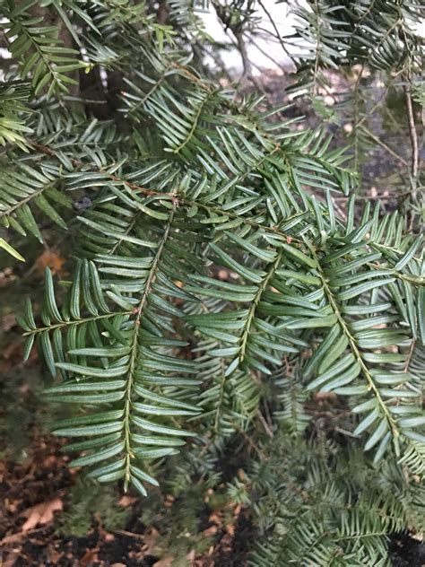 Is Yew Timber Poisonous at Denise Reyes blog