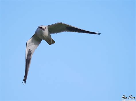 Black-Shouldered Kite in Flight