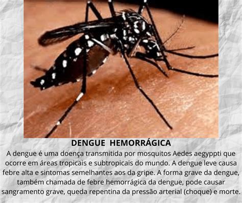 Dengue Hemorrágica Saiba mais Envelheci e Agora