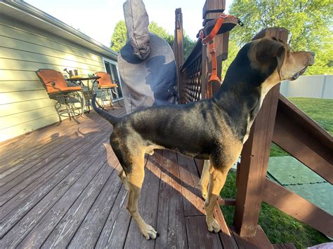 Is my dog too skinny?? I feel like I can see his ribs a little too well