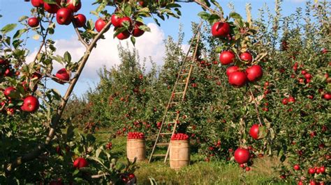 Apfelbaum Krankheiten Sch Dlinge Und Wie Du Sie Nat Rlich Bek Mpfst