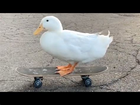 Duck On A Skateboard YouTube