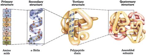 Four types of protein structures [24]. | Download Scientific Diagram