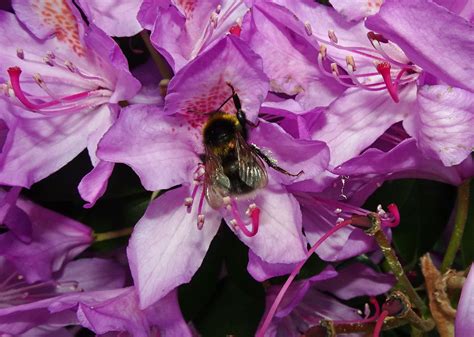 Buff Tailed Bumblebee Holy Trinity Graveyard Pontnewydd Flickr