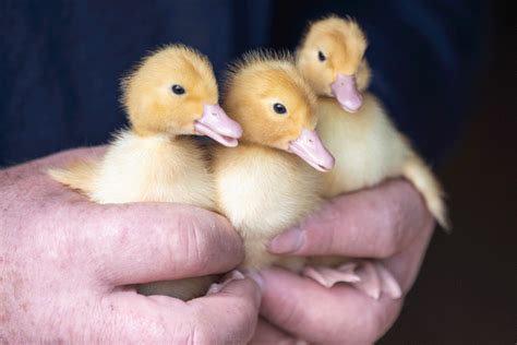 Duck Farming Grows in Popularity Near Matamata – Hongi NZ