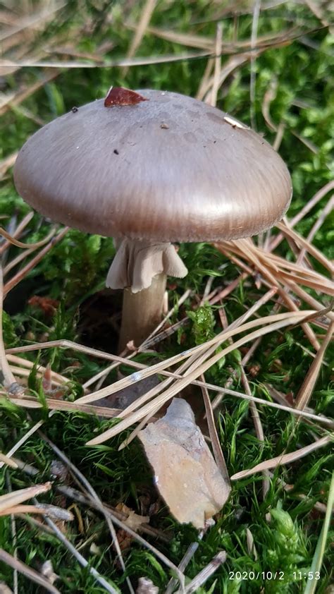 Мухомор порфировый (Amanita porphyria) фото и описание