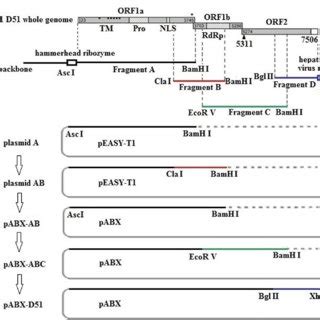 Construction Of The Dna Launched Infectious Cdna Clone Of The Dastv