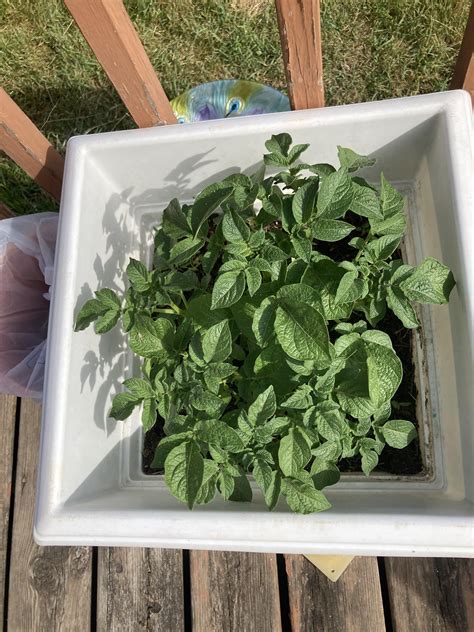 how to know when a potato plant is ready