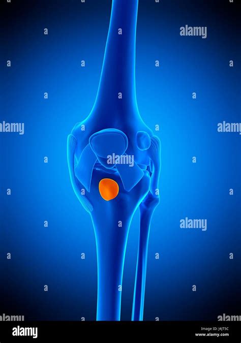 Illustration Of The Deep Infrapatellar Bursa Stock Photo Alamy