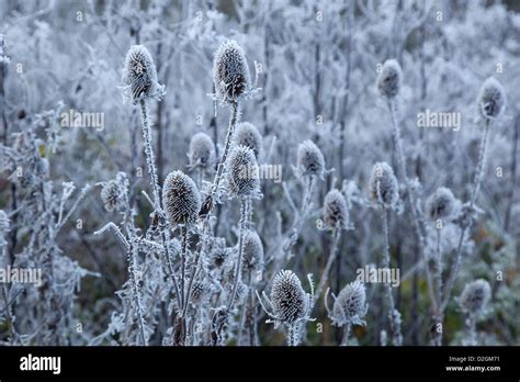 Roadside Verge With Frost Hi Res Stock Photography And Images Alamy