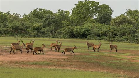 Gallery - Ghana Safari Tours