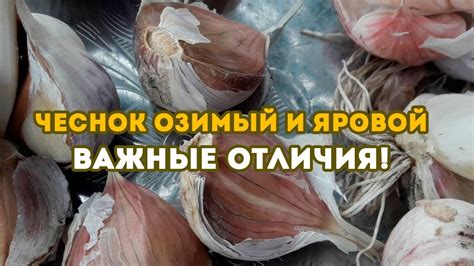 Как отличить чеснок яровой от озимого? Важные отличия! - YouTube