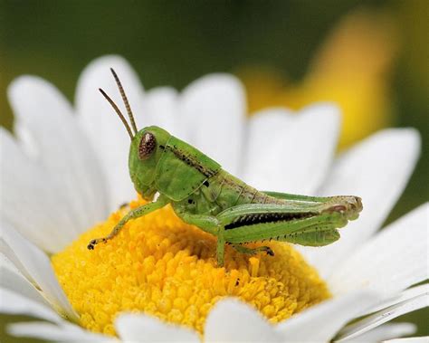 Baby Grasshopper On Daisy Photograph by Doris Potter