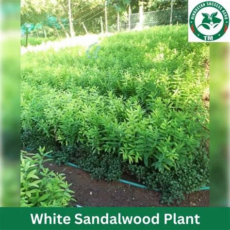 Full Sun Exposure Green White Sandalwood Plant For Garden At Rs 26