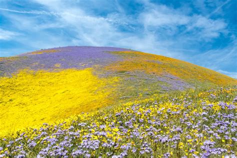 Wildflowers at Carrizo Plain National Monument | Smithsonian Photo ...