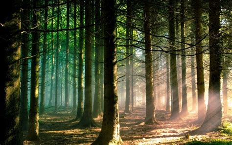 Sunlight Trees Landscape Forest Nature Branch Green Morning Sun