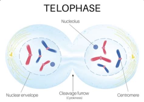 Cell Theory Timeline | Timetoast timelines