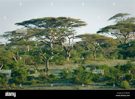 Acacia Trees Hi Res Stock Photography And Images Alamy