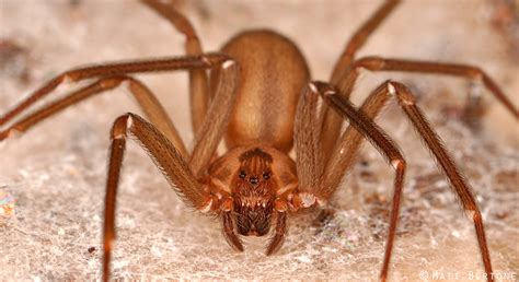 How To Treat A Brown Recluse Spider Bite After Teotwawki Survival