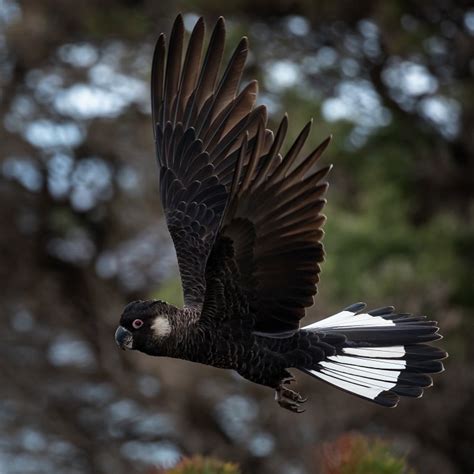 Five Years Of Protecting Threatened Wildlife Species • Perth Nrm