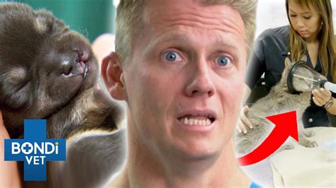 Top 5 Risky Anesthetics 🆘⚠️ Bondi Vet Compilation Youtube