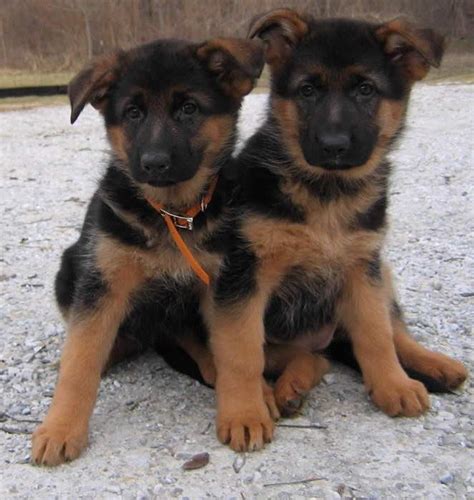 Black And Red German Shepherd Breeders | PETSIDI