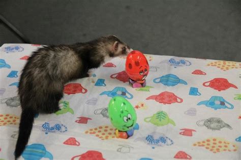 Pin by Natalie Dickson on Ferrets | Easter egg hunt, Ferret, Egg hunt