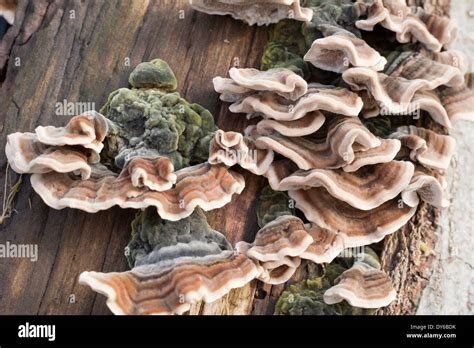 Funghi Velenosi Di Tronco Di Funghi Selvatici Immagini E Fotos Stock