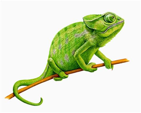 Иллюстрация хамелеон в стиле классика | Illustrators.ru | Iguana ...