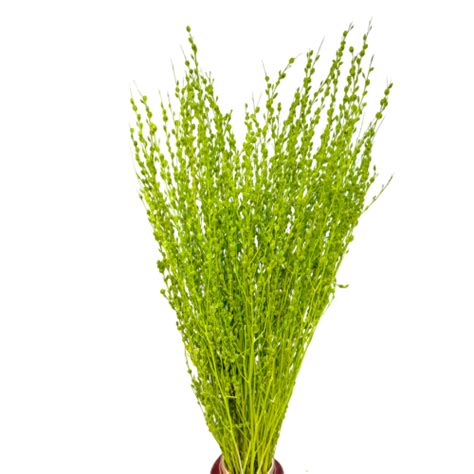 Lepidium Suszone Jasnozielone Pieprznica Suszone Kwiaty Lepidium