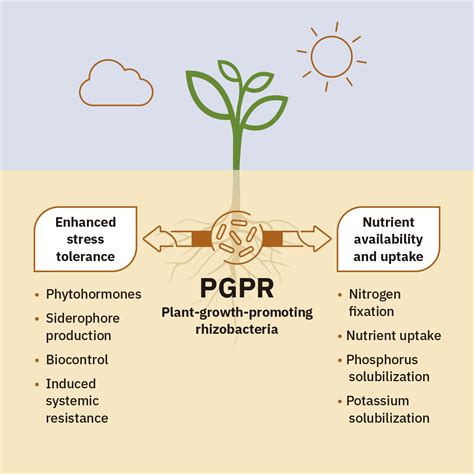 How suppressive soil yields healthier crops | Alltech