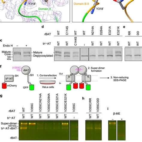 A Working Model For B0 AT RBAT Biogenesis And Its Defects In